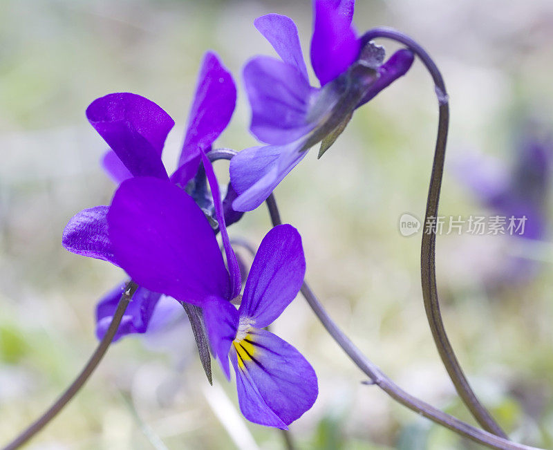 野生三色堇(Viola tricolor) (Heartsease)花